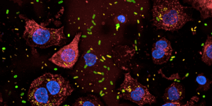 immagine al microscopio di batteri